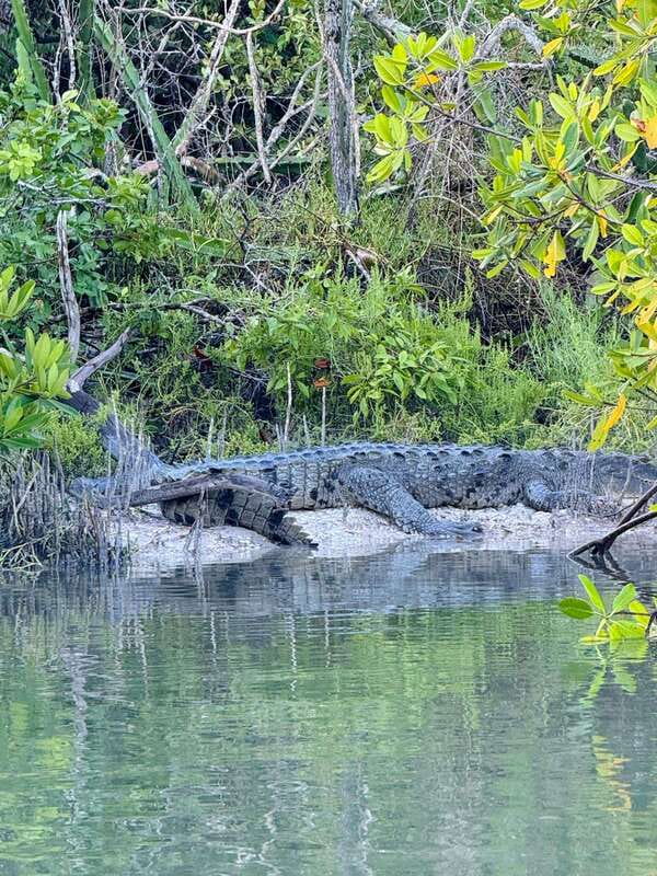 Holbox: Sunrise & Mangrove Kayak Tour - How to Start the Tour: Convenient Pick-Up & Easy Access