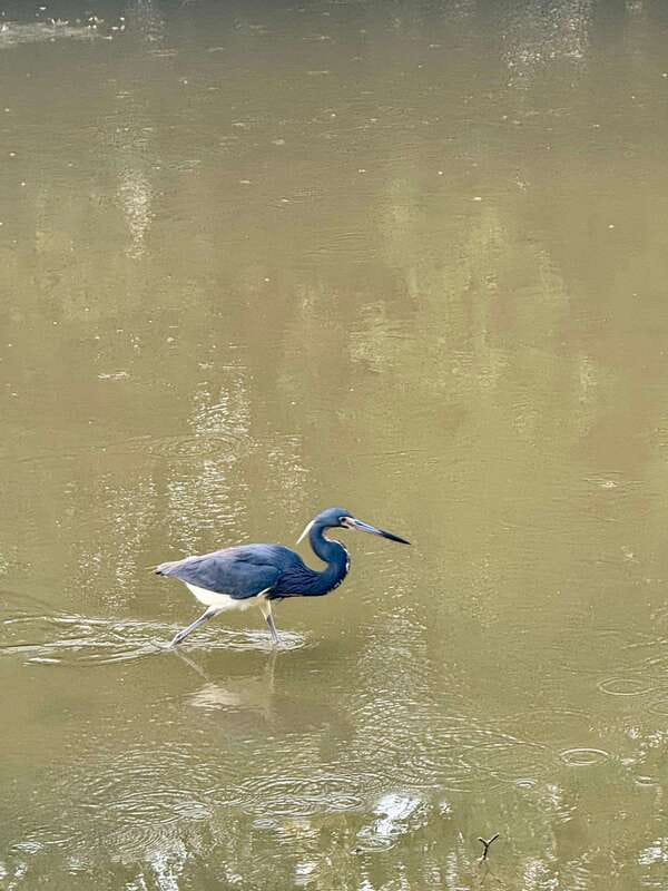 Holbox: Sunrise & Mangrove Kayak Tour - Practical Details: Group Size, Equipment, and Tips