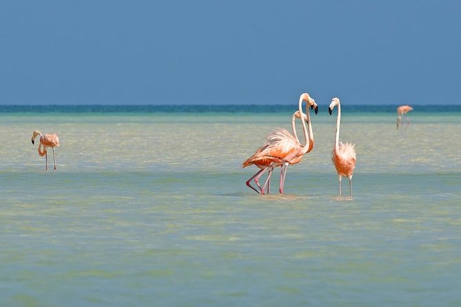 Holbox The Living Dream by boat from Playa del Carmen - Free Time in Holbox Town: Colorful Streets and Local Charm