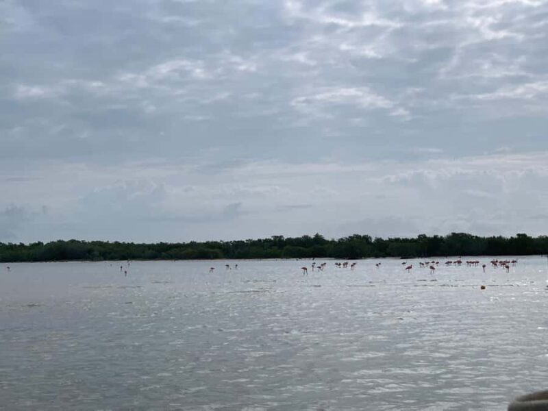 Holbox: Three Islands Tour - Practical Tips and Tour Considerations