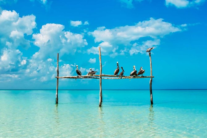 Holbox Tour - Island & Cenote from Cancun and Playa del Carmen - Guide Service and Customer Experience