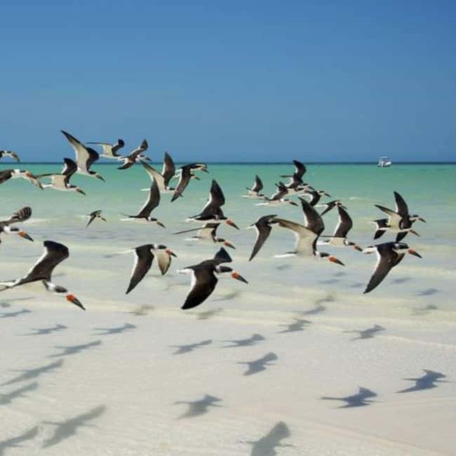 Holbox: Tour of Holbox Island, Isla Pasión, and Punta Mosquito. - The Guide Experience and Group Size