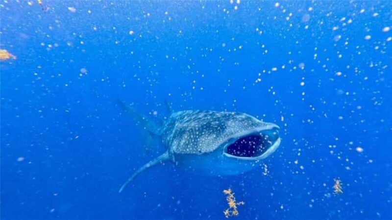 Holbox: Whale Shark and Catoche Island Tour with Snorkeling - Key Points