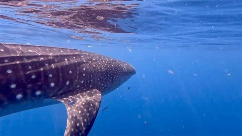 Holbox: Whale Shark and Catoche Island Tour with Snorkeling - Starting Point at Raíces Slow Food in Holbox