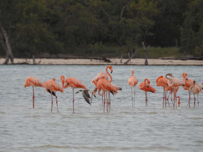 Holbox: Yalahau, Passion Island and Punta Mosquito Boat Tour - Starting Point and Tour Schedule