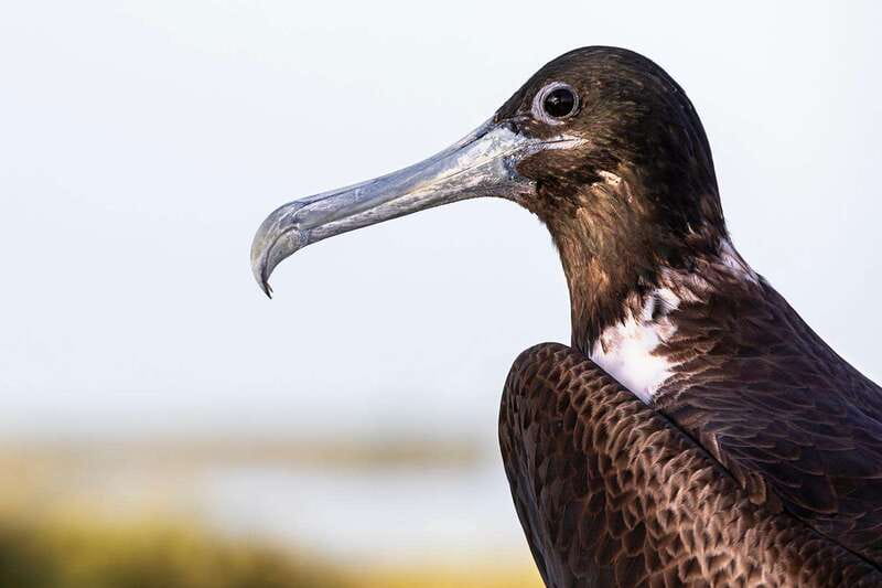 Holbox: Yalahau, Passion Island and Punta Mosquito Boat Tour - Punta Mosquito’s White Sand and Flamboyant Birds