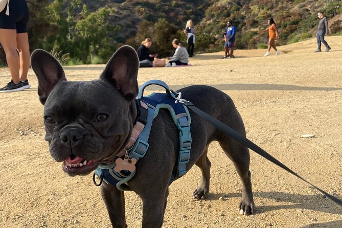Hollywood Sign 2.5-Hour Tour with Comedians and Their Dogs - Guides Personality and the Role of Guide’s Dogs