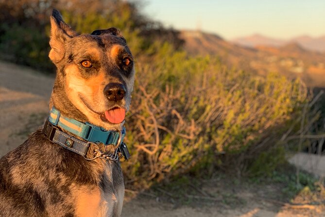 Hollywood: Walking and Hiking Sunset Tour with LA Views - The Guide and Pet-Friendly Atmosphere