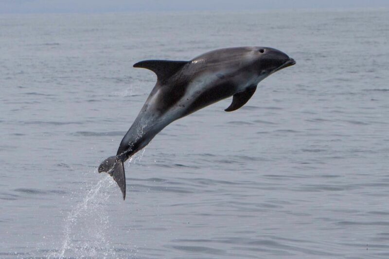 Hólmavík: Whale Watching Tour - Key Points