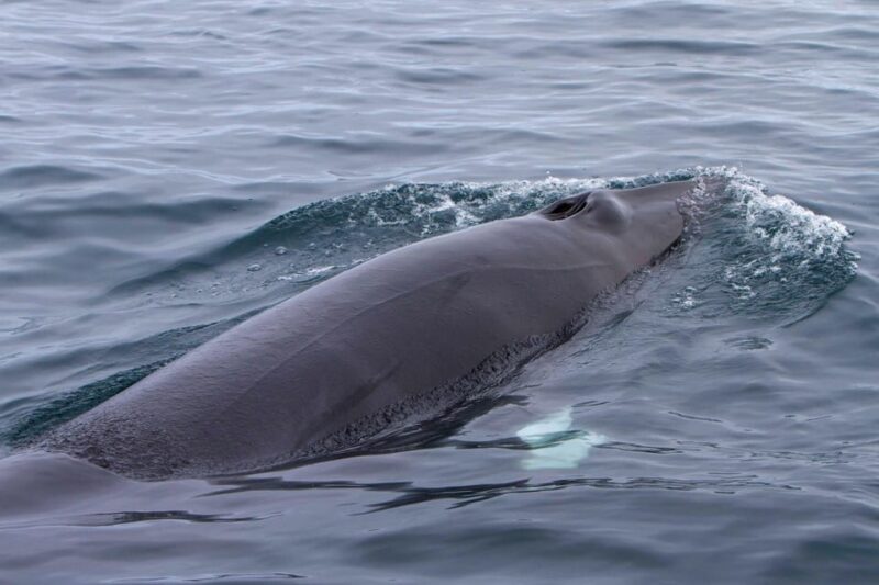 Hólmavík: Whale Watching Tour - Puffins and Birdwatching from June to Early August