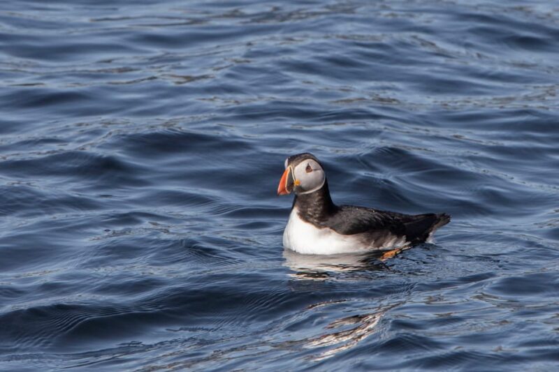 Hólmavík: Whale Watching Tour - Practical Details: What’s Included and What to Prepare For
