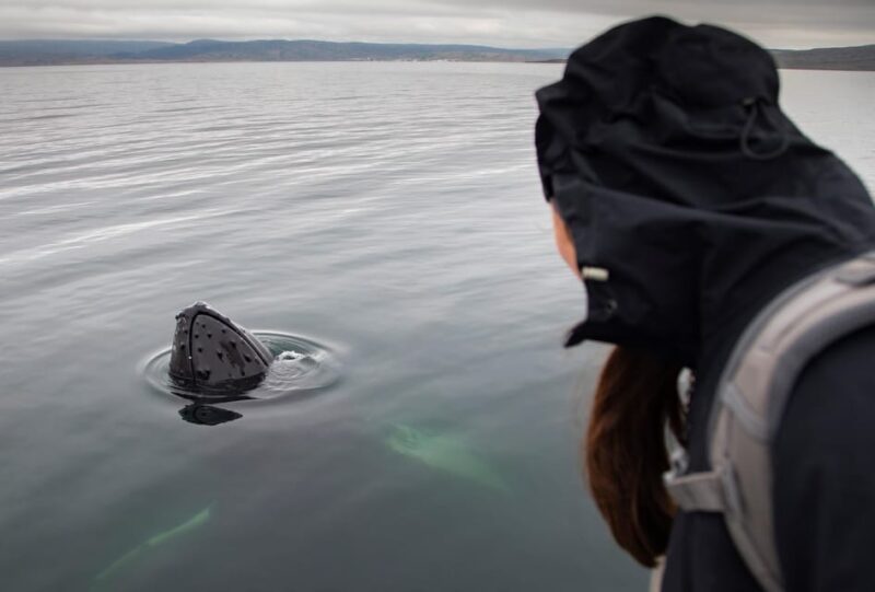 Hólmavík: Whale Watching Tour - How to Dress and Prepare for the Tour