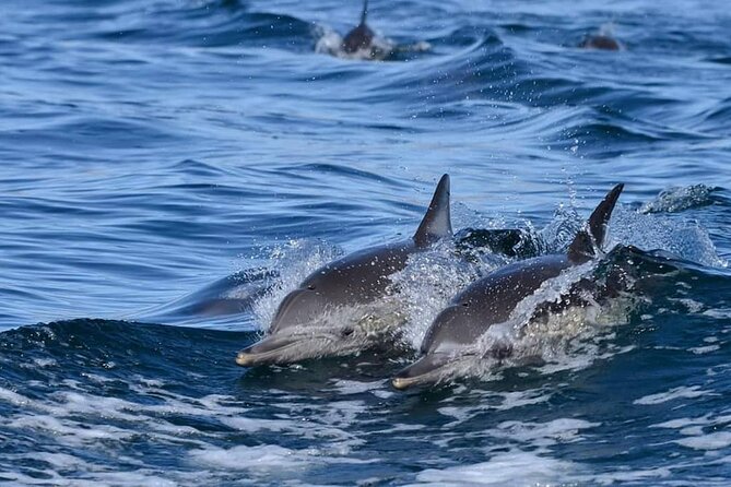 holy spirit island tour - Key Points