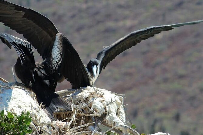 holy spirit island tour - Wildlife Encounters: Dolphins, Turtles, and Whales