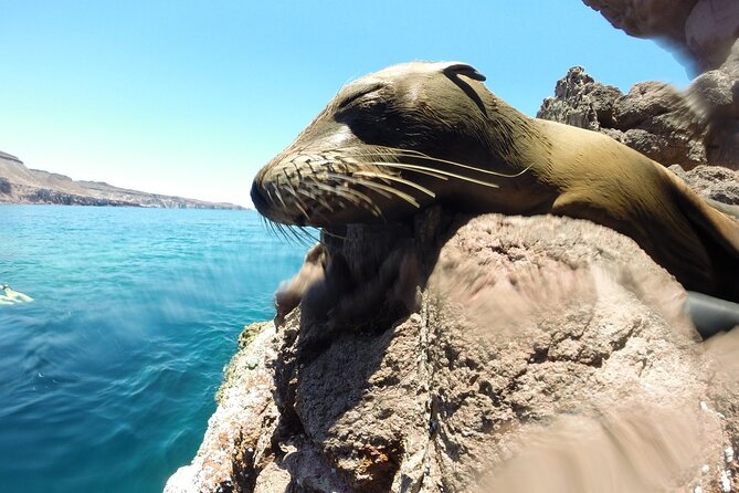Holy Spirit Island Tour Sea Lions Snorkeling and Beach - Explore Marine Life and Beaches on the Holy Spirit Island Tour in La Paz