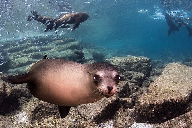 Holy Spirit Island Tour Sea Lions Snorkeling and Beach - Comparing Similar Tours in La Paz