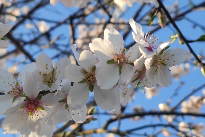 Homemade algarvian with a twist gourmet experience - Making Your Own Sangria: A Fun and Tasty Activity