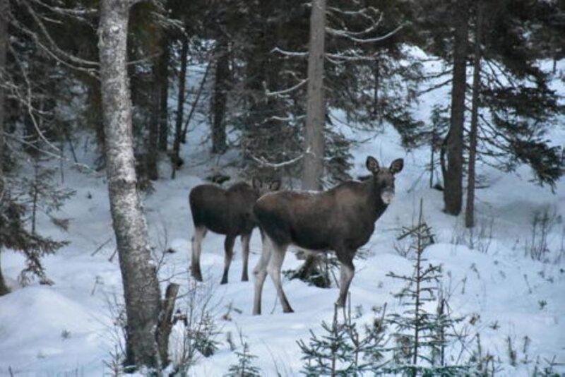 Hønefoss: 2-Day Moose Safari in Oslo's Wilderness - Spotting Moose in Norways Forests