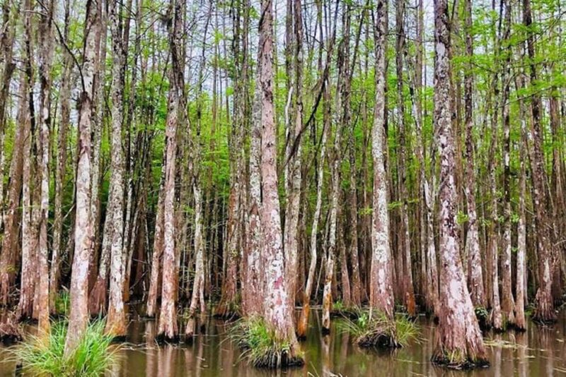 Honey Island Swamp and Bayou Boat Tour with Transportation - Explore Louisiana’s Last Protected Wetlands for $70