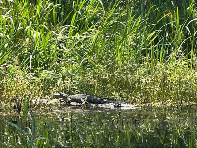 Honey Island Swamp Kayak Tour - The Natural Beauty and Wildlife Encounters
