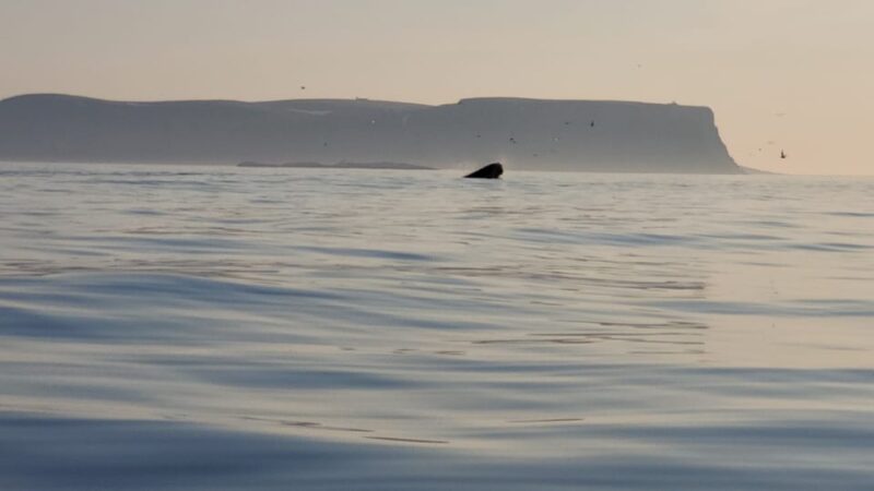 Honningsvåg: North Cape King Crab & Arctic Wildlife Safari - Visiting the Preserved Fishing Facility and Souvenir Shops
