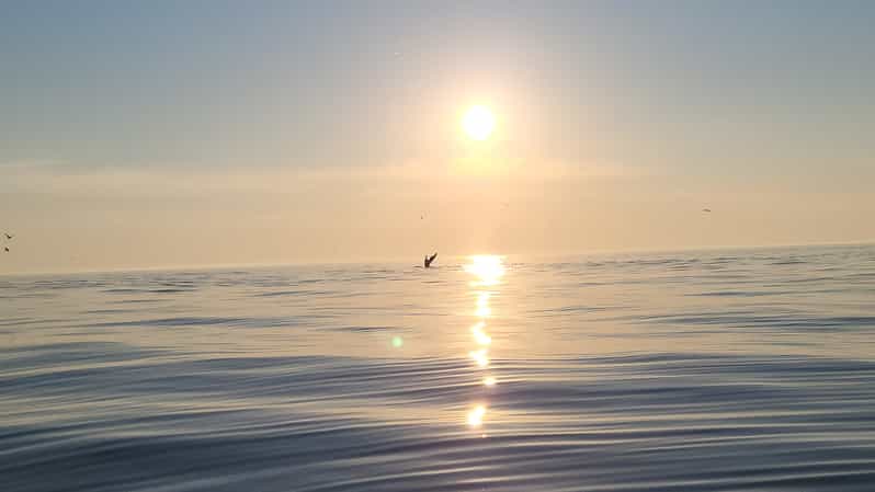 Honningsvåg: North Cape King Crab & Arctic Wildlife Safari - Evaluating the Experience: Strengths and Weaknesses