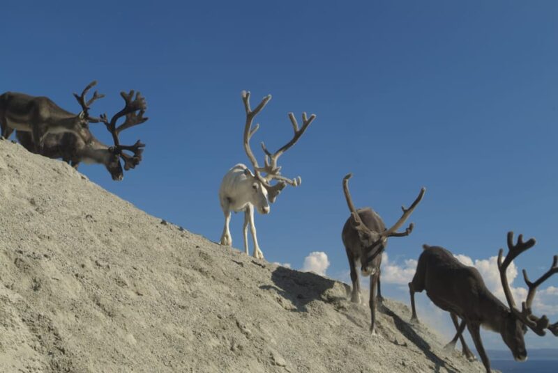 Honningsvåg: North Cape Summer Tour with Sami Family Visit - Visiting a Sami Family: Expectations and Limitations