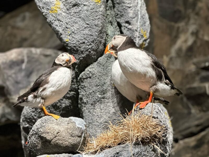 Honningsvåg: North Cape Summer Tour with Sami Family Visit - Reindeer Sightings and Arctic Wildlife