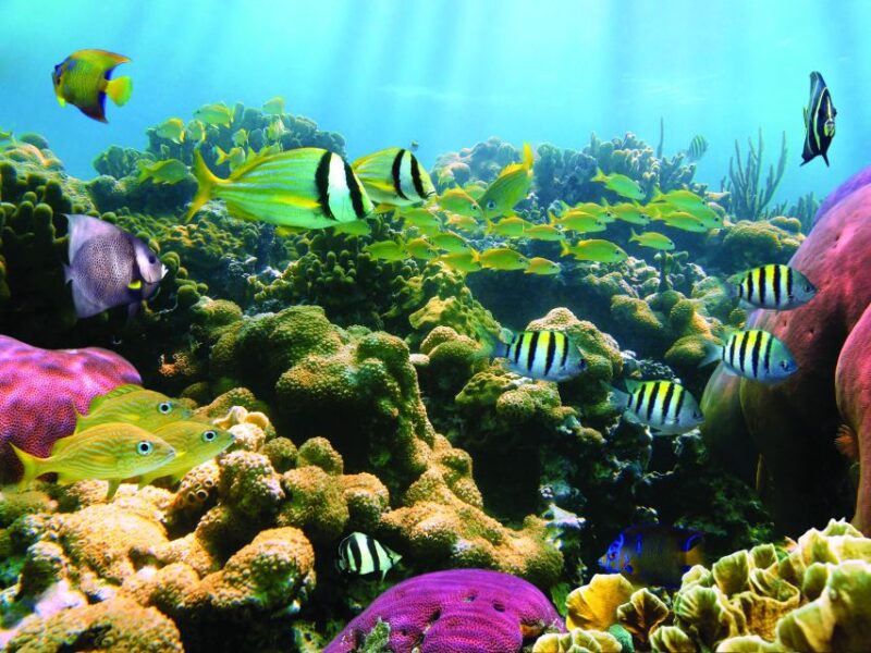 Honokohau: Kona Snorkel and Sail with Drinks and Snacks - Scenic Sailing along Konas Coast