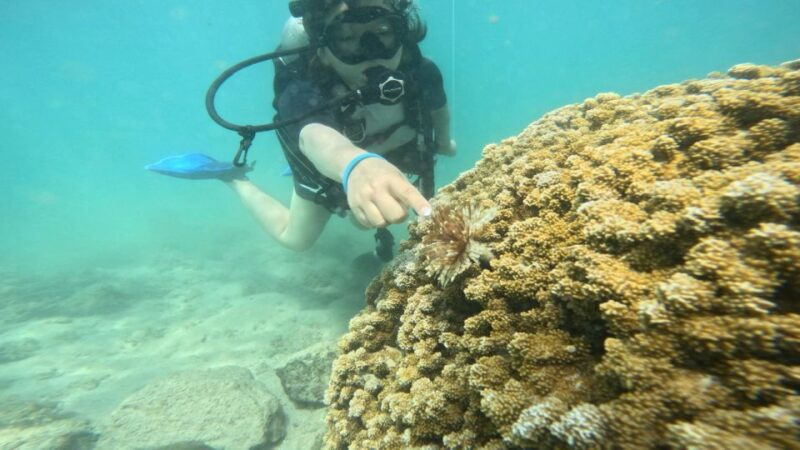 Honolulu: Beginner Scuba Diving Tour With Free Videos - Discover the Beginner Scuba Diving Tour in Honolulu for Just $80