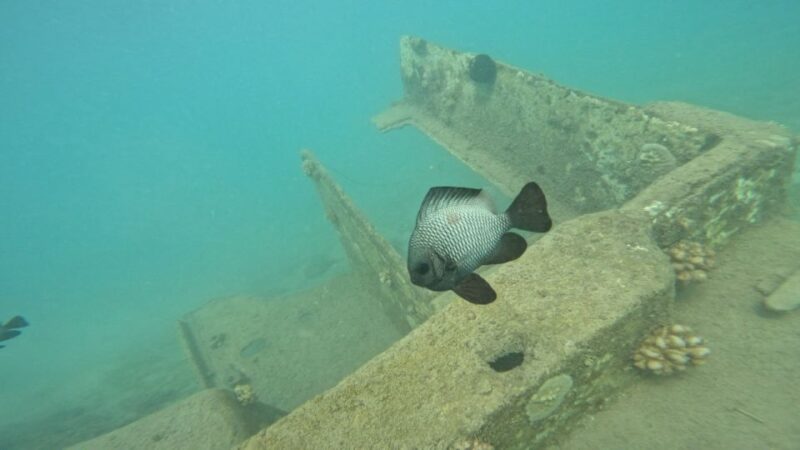 Honolulu: Beginner Scuba Diving Tour With Free Videos - Key Points