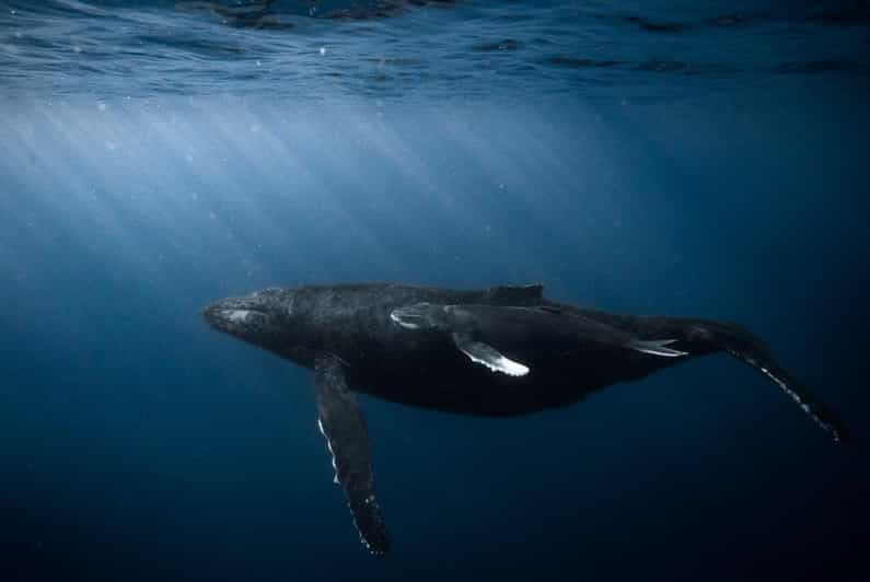 Honolulu: Discover Scuba Diving Experience - Discover the Underwater World of Honolulu with a Scuba Diving Experience