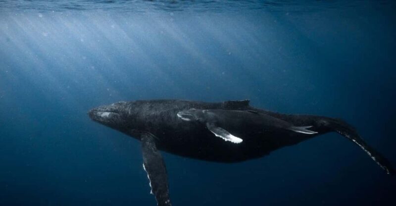 Honolulu: Discover Scuba Diving Experience - Learning the Basics with a Skilled Instructor