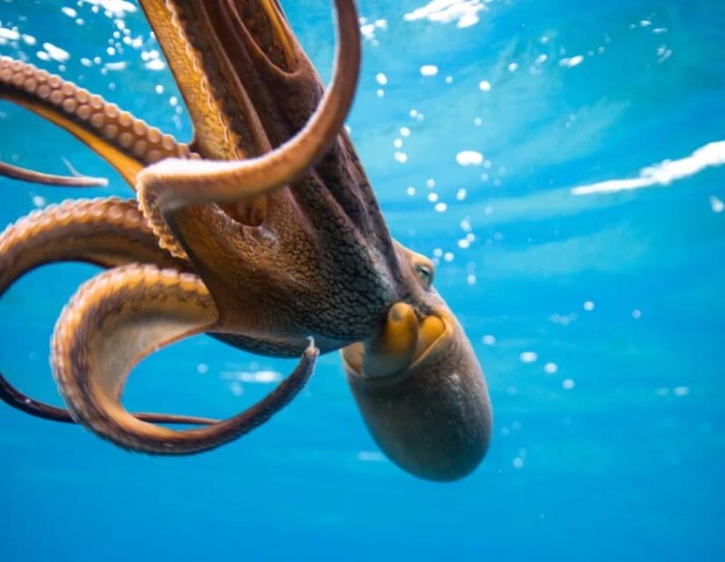 Honolulu: Discover Scuba Diving Experience - Transportation and Additional Perks