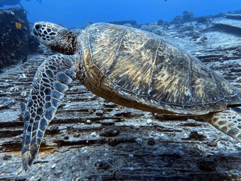 Honolulu: Discover Scuba Diving Experience with Gear - Full Gear Rental and Equipment Training Included