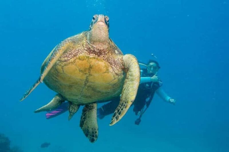 Honolulu: Discover Scuba Diving Experience with Gear - Considerations for First-Time Divers