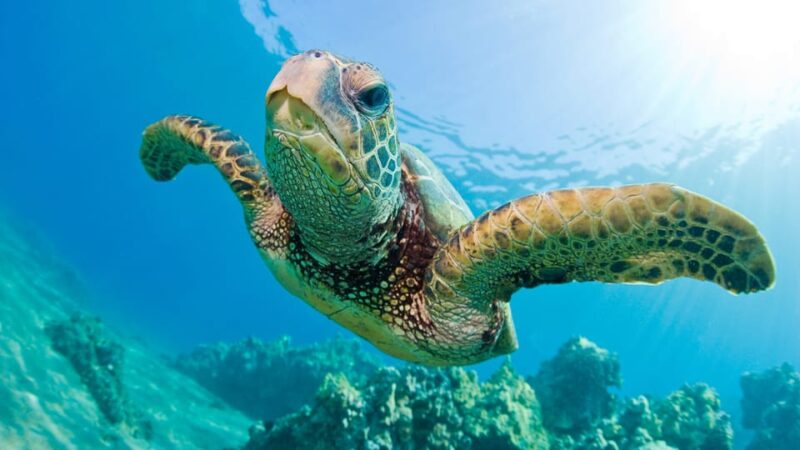 Honolulu: Glass Bottom Boat Tour along Oahu's South Shore - Dive into Honolulu’s Marine Life from the Deck