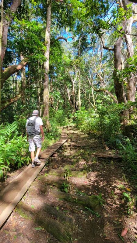 Honolulu: Hawaiian Volcanic Rainforest Hike - Discover the Slopes of an Ancient Volcano and Native Forests