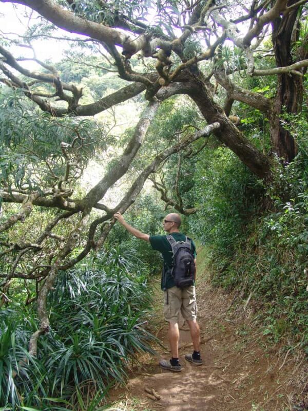 Honolulu: Hawaiian Volcanic Rainforest Hike - What to Pack for the Rainforest Hike