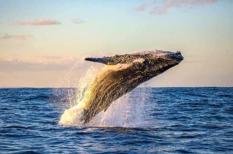Honolulu: Oahu Whale Watching Boat Tour - Experience the Magic of Humpback Whales in Oahu with Hawaii Ocean Project