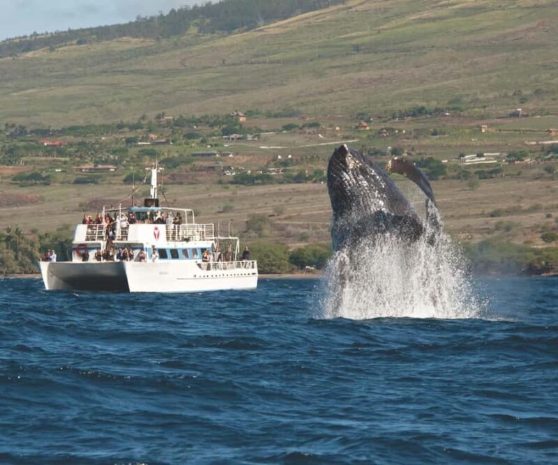 Honolulu: Oahu Whale Watching Boat Tour - Expert Guides and Educational Commentary