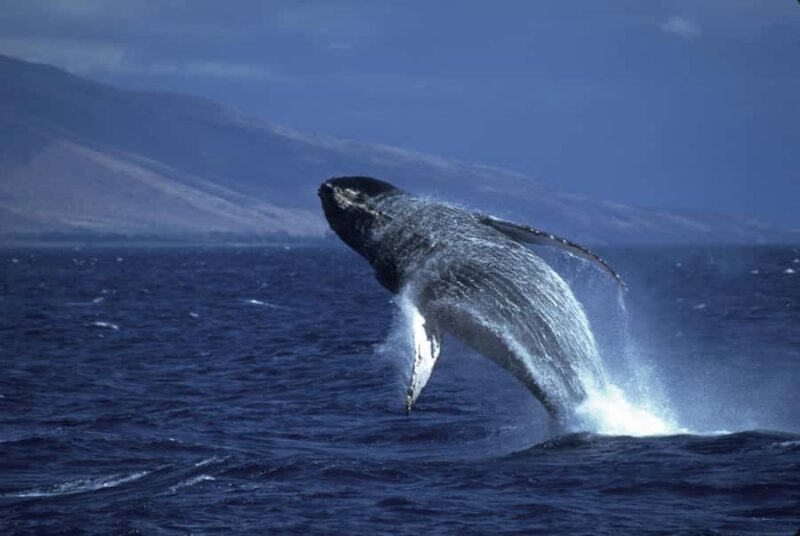Honolulu: Oahu Whale Watching Boat Tour - The Onboard Experience: Snacks, Beverages, and Retail Options