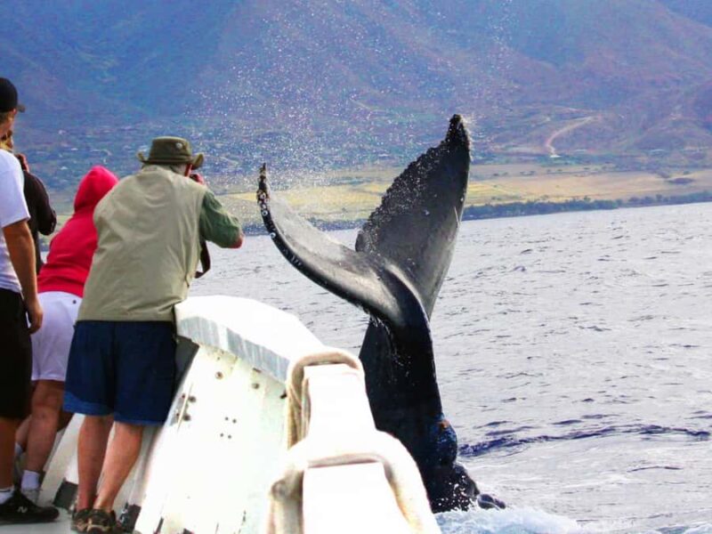 Honolulu: Oahu Whale Watching Boat Tour - Operating Schedule and Booking Tips