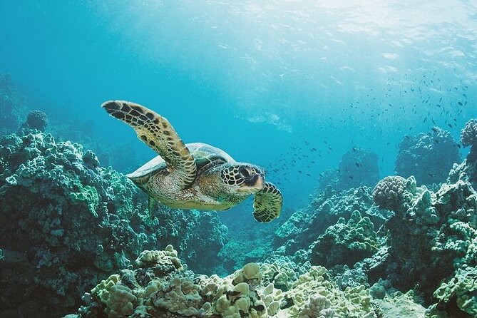 Honolulu Sailing and Snorkeling Activity - Exploring Hawaiian Marine Life