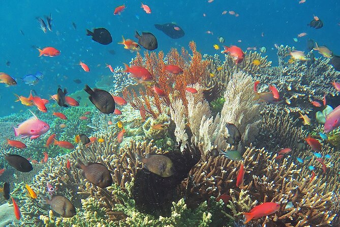 Honolulu Sailing and Snorkeling Activity - Comparing with Similar Oahu Experiences