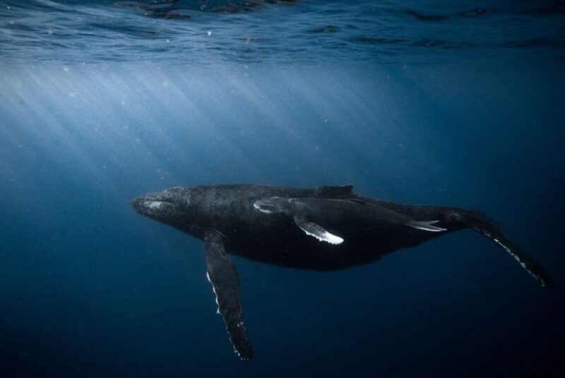 Honolulu: Scuba Diving for Certified Divers - Explore Honolulu’s Certified Diver Scuba Tours for $180