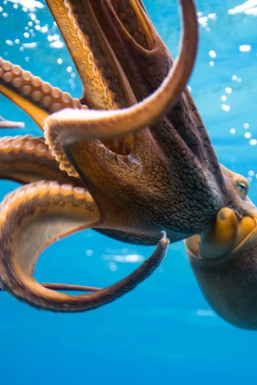 Honolulu: Scuba Diving for Certified Divers - Key Points