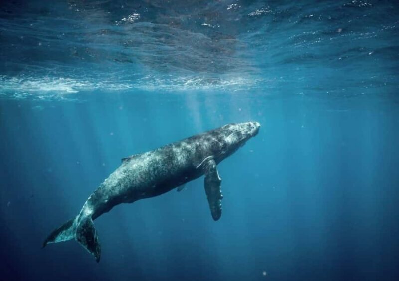 Honolulu: Small-Group Whale Watching Raft Adventure - Discover the Thrill of Small-Group Whale Watching in Honolulu