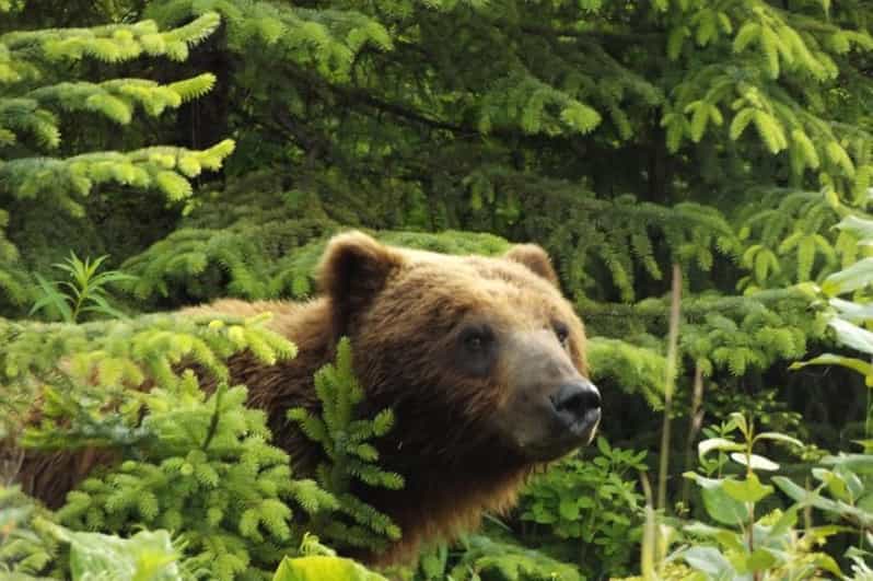 Hoonah: Chichagof Island Brown Bear Search - What the tour includes and what to bring