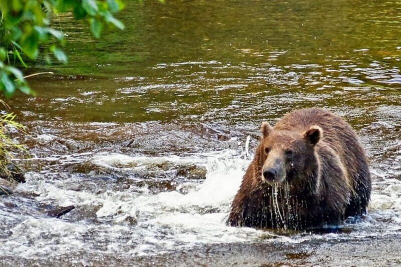 Hoonah: Chichagof Island Brown Bear Search - Final thoughts on the Chichagof Island Brown Bear Search
